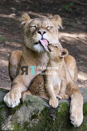 Lioness and cub cuddling