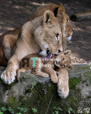 Lioness and cub cuddling