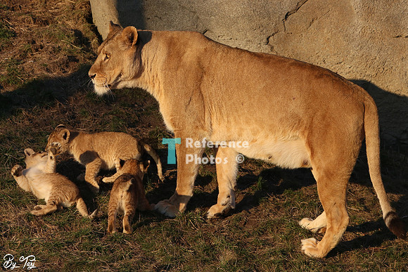 Lioness and cubs
