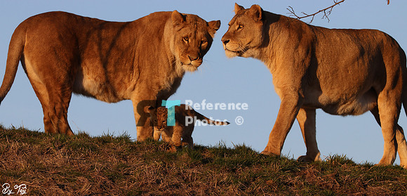 Lionesses and cub