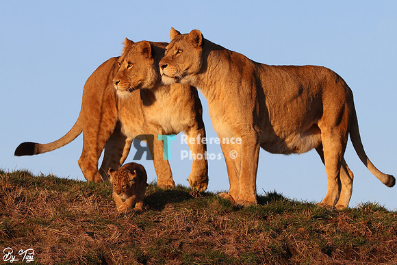 Lionesses and cub