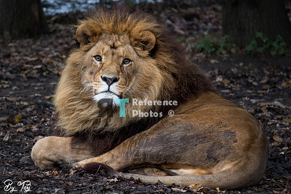 Lion with cub