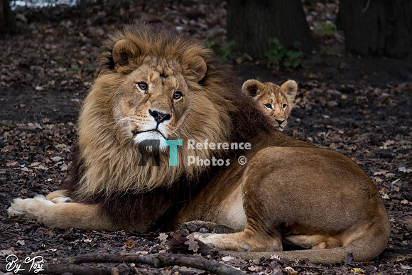 Lion with cub