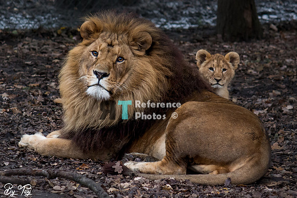 Lion with cub