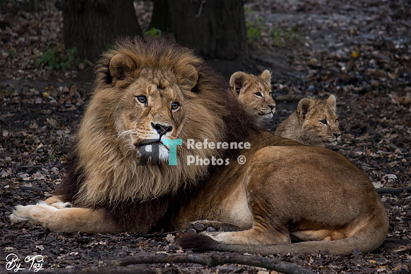 Lion with cubs