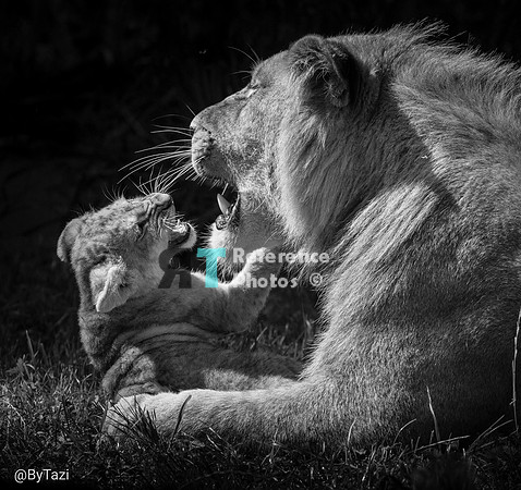 Lion with cub