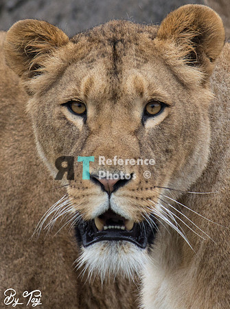 Lioness
