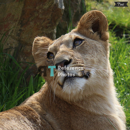 Lioness