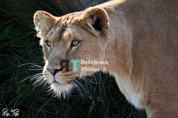 Lioness