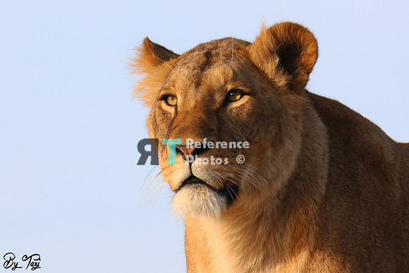 Lioness