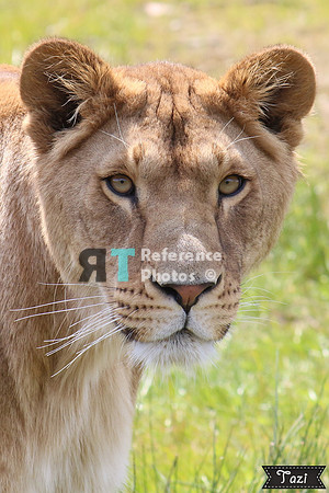 Lioness