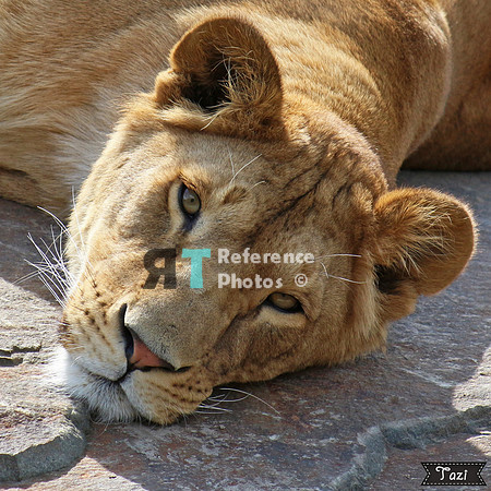 Lioness