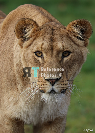 Lioness