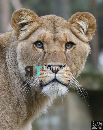 Lioness