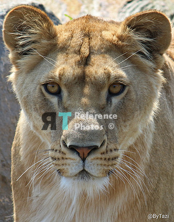 Lioness