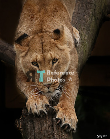 Lioness