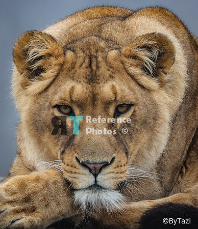 Lioness