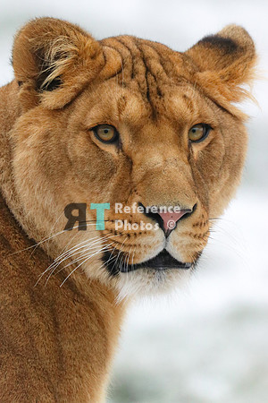 Lioness