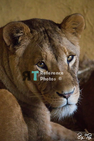 Lioness