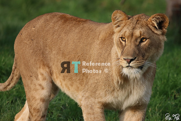 Lioness