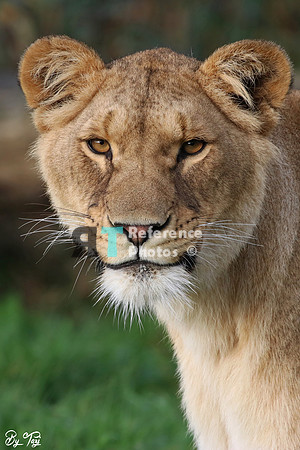 Lioness
