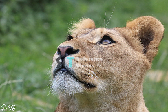Lioness