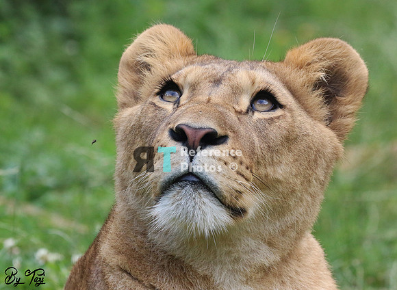 Lioness