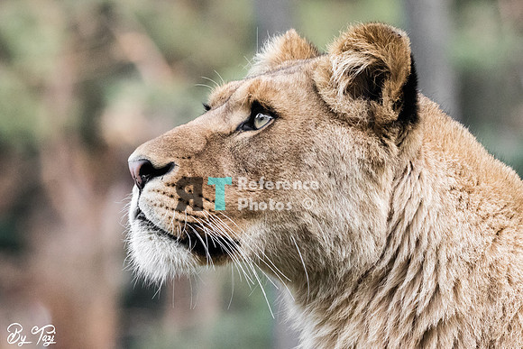 Lioness profile