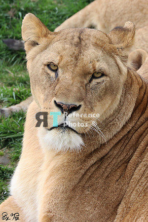 Lioness
