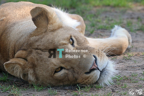 Lioness