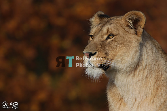 Lioness