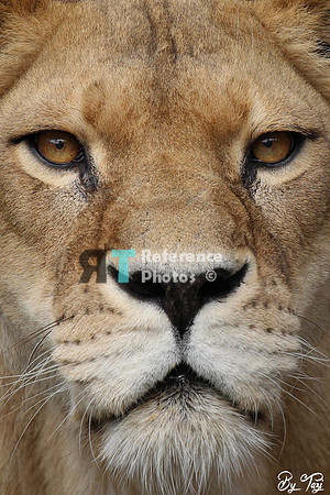 Lioness