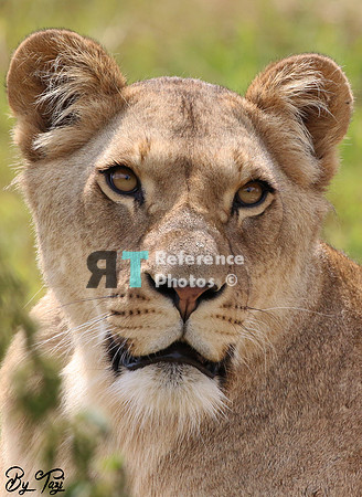 Lioness
