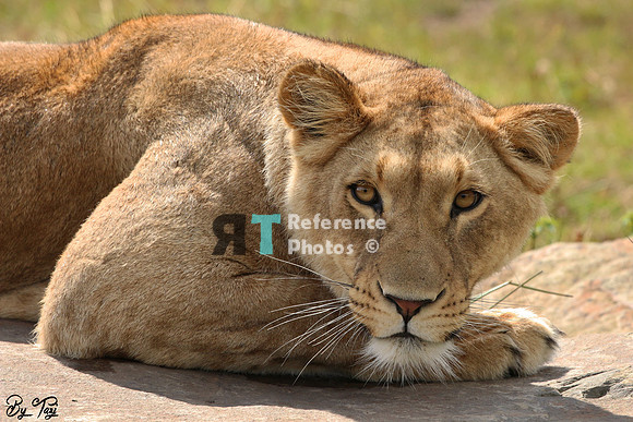 Lioness