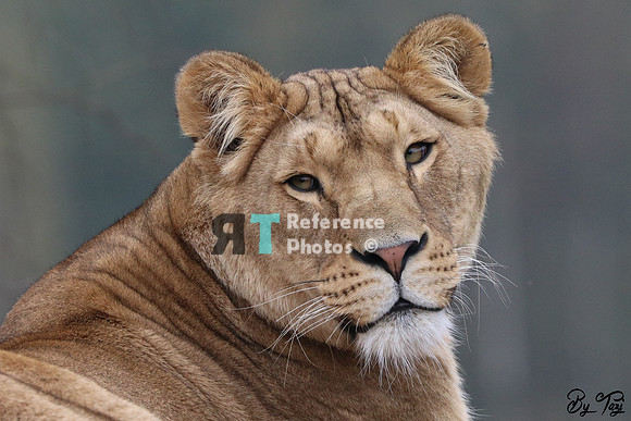 Lioness
