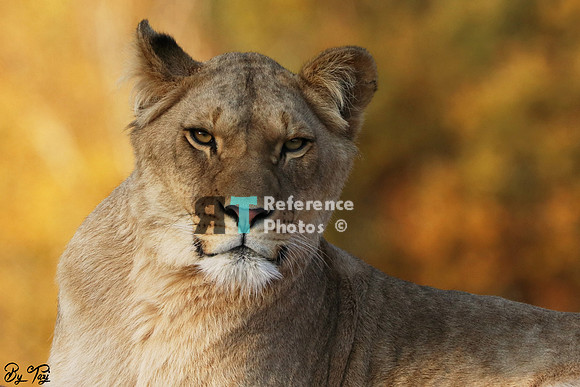 Lioness