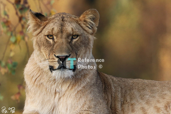 Lioness