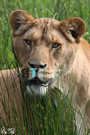 Lioness