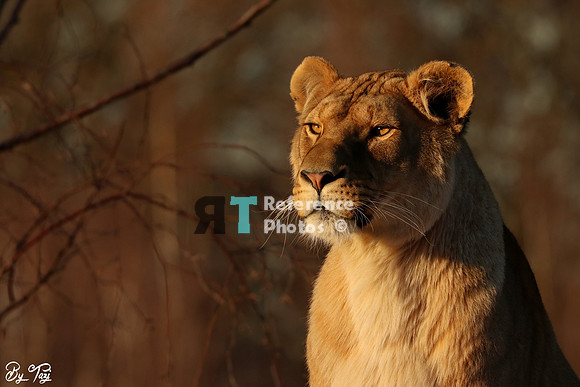 Lioness in evening sun