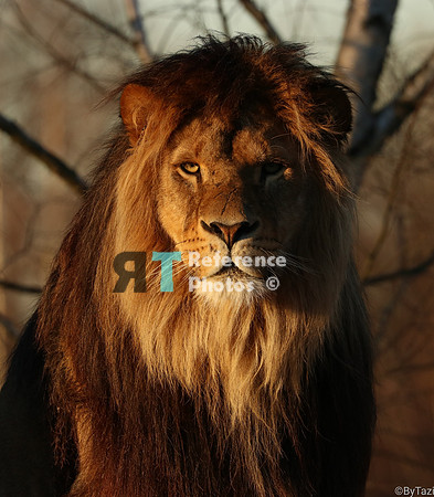Lion in evening sun