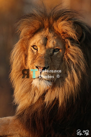 Lion in evening sun