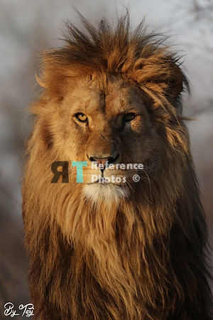 Lion in evening sun