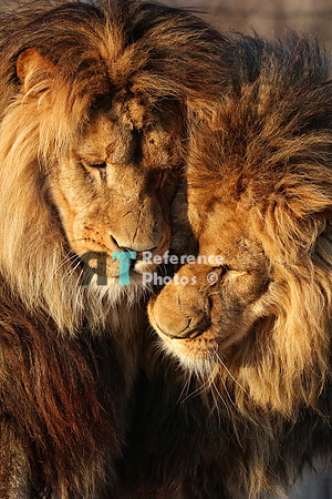 Lion brothers