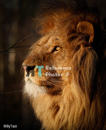 Lion in evening sun profile