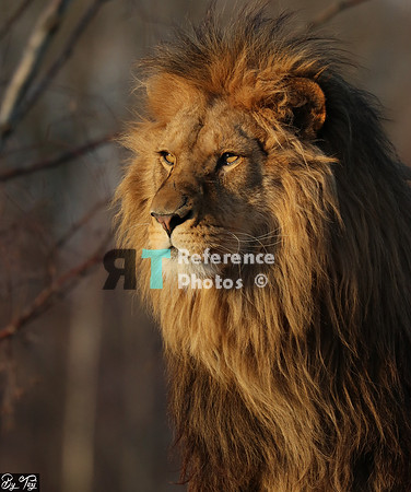 Lion in evening sun
