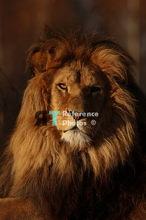 Lion in evening sun