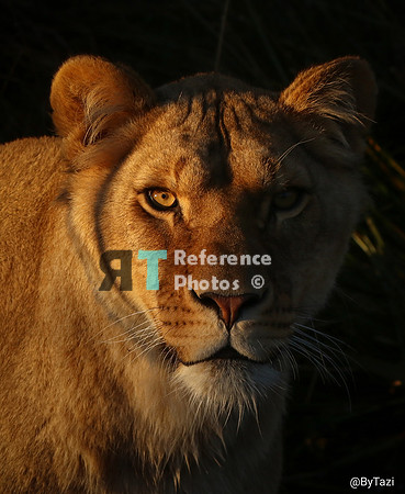 Lioness in evening sun
