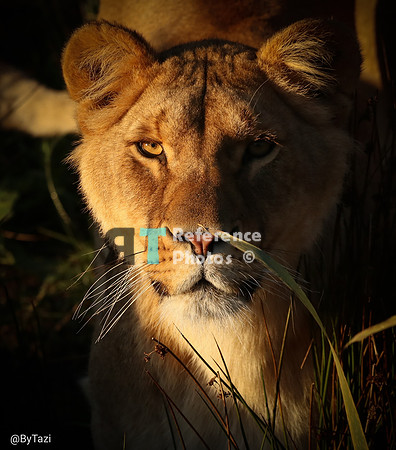 Lioness in evening sun