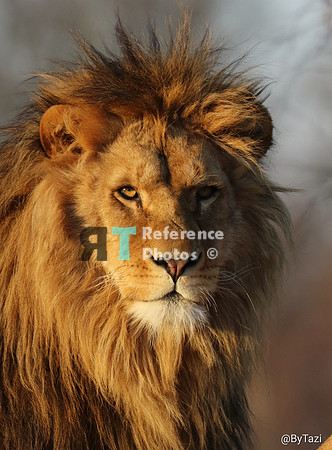 Lion in evening sun
