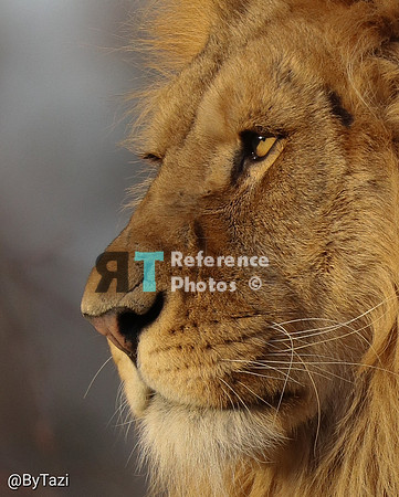 Lion in evening sun (cropped) profile